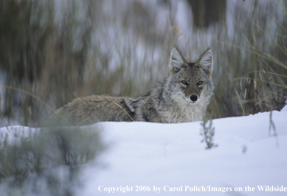 Coyote in habitat.