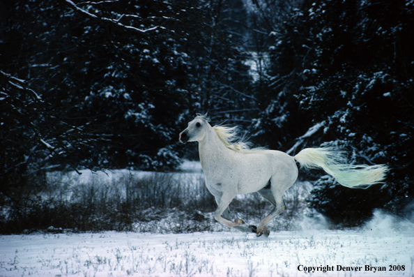 White Arabian Stallion