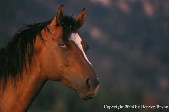 Quarter horse in pasture.