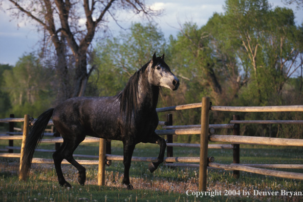 Andalusian stallion in pasture.