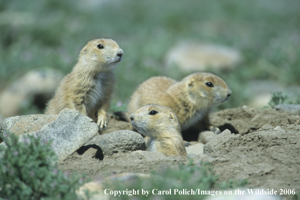 Prairie Dog young