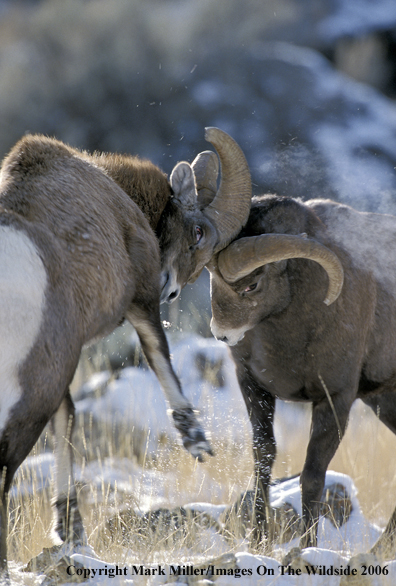 Bighorn Sheep ram in habitat.
