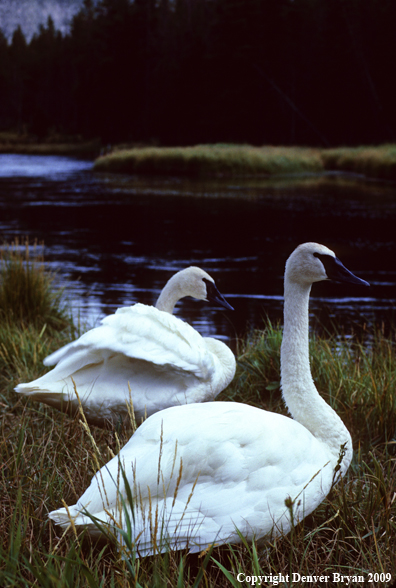 Trumpeter Swans