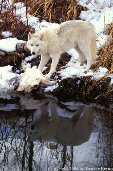 Gray wolf in winter habitat.