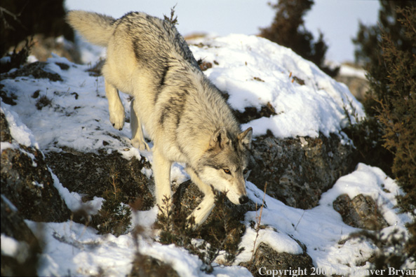 Gray wolf in winter habitat.