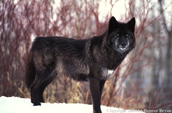 Gray wolf in winter habitat.