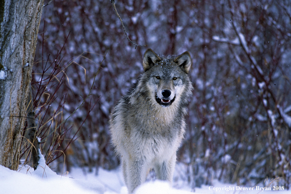 Wolf in snow