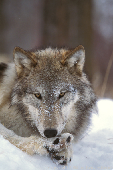 Gray wolf in winter habitat.