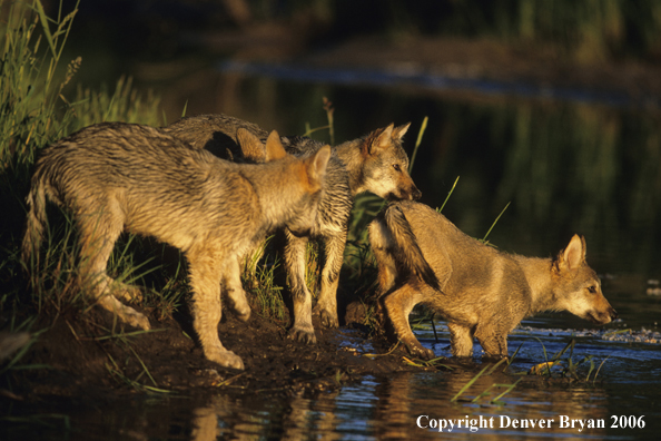 Grey wolf pups at river bank.