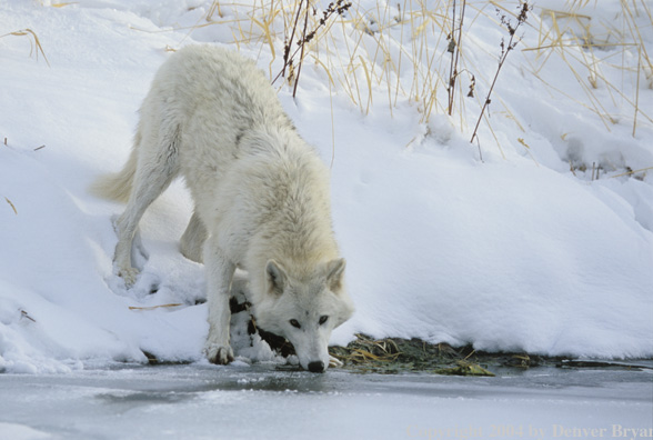Gray wolf in winter habitat.