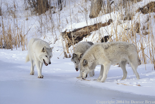 Gray wolves in winter habitat.