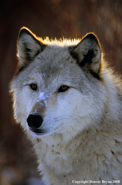 Gray wolf