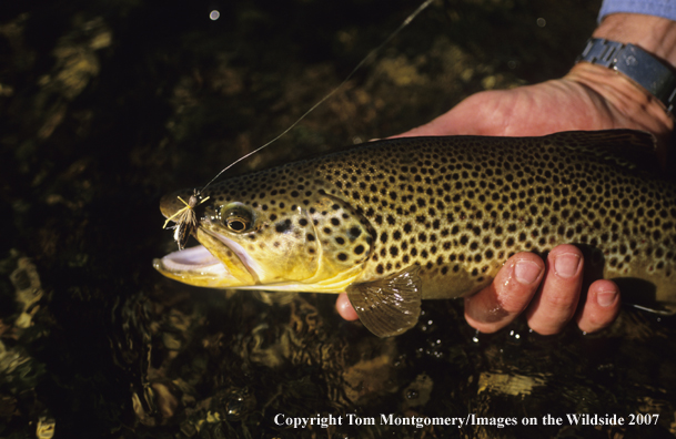 Brown Trout