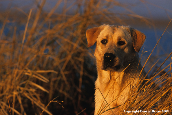 Yellow Labrador Retriever in field