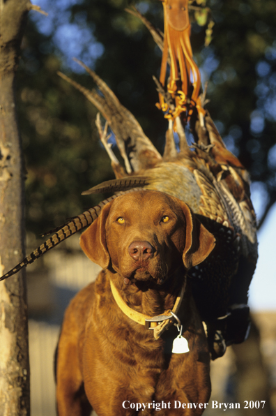 Chesapeake Bay Retriever in field