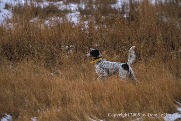 English Setter on point.
