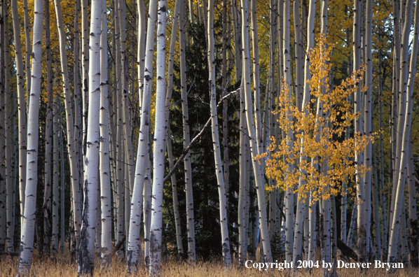 Aspen in autumn