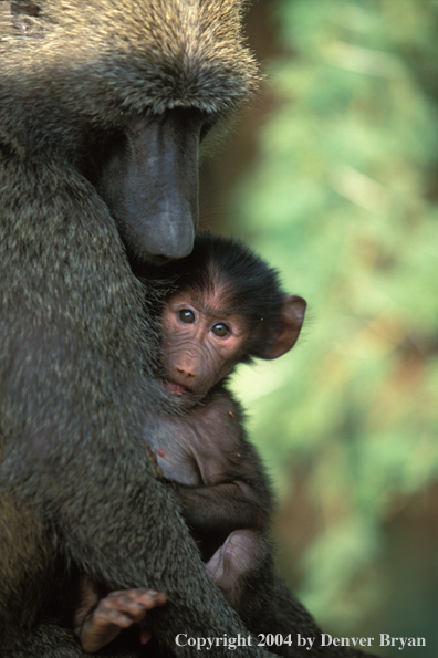 Young baboon and mother, Africa.