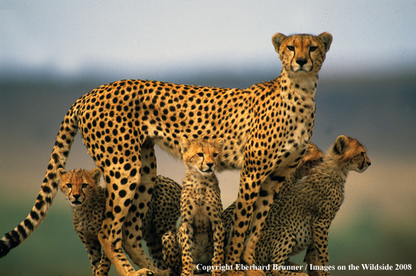 Cheetah with young
