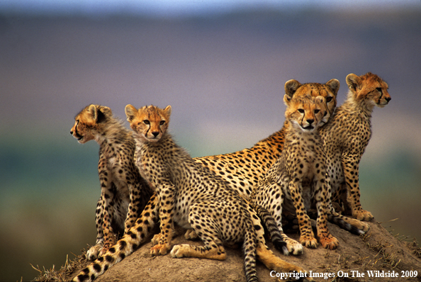 Cheetah Cubs with Mother