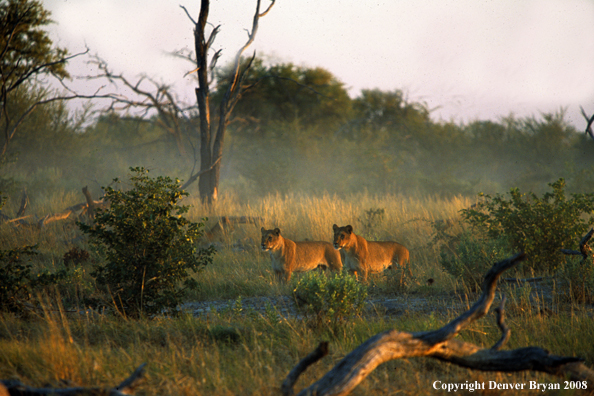 African lioness in habitat