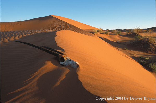 Oryx skull on sand dunes.  Sossusvlei park, Namibia.