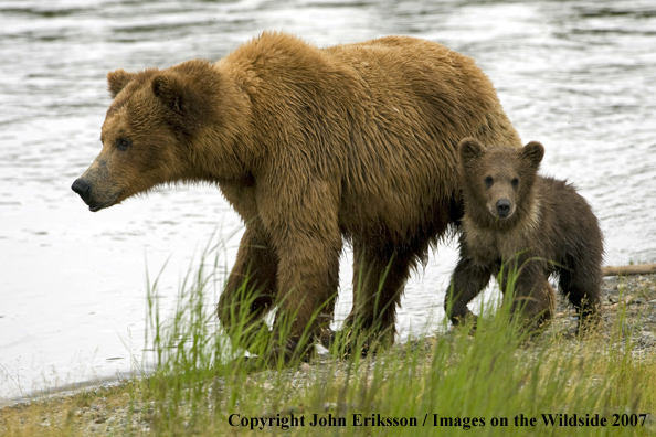 Brown Bear sow with cub