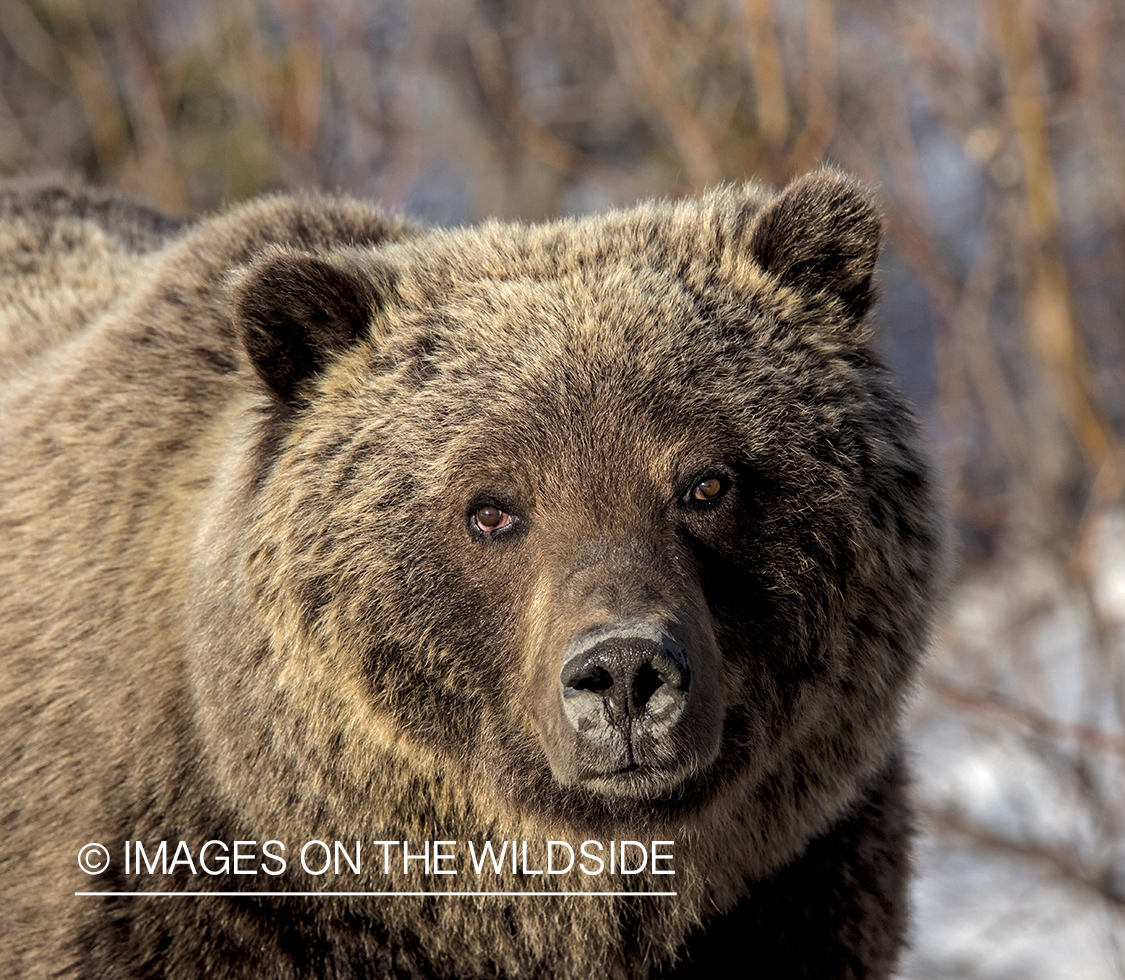 Grizzly Bear in Alaskan habitat.