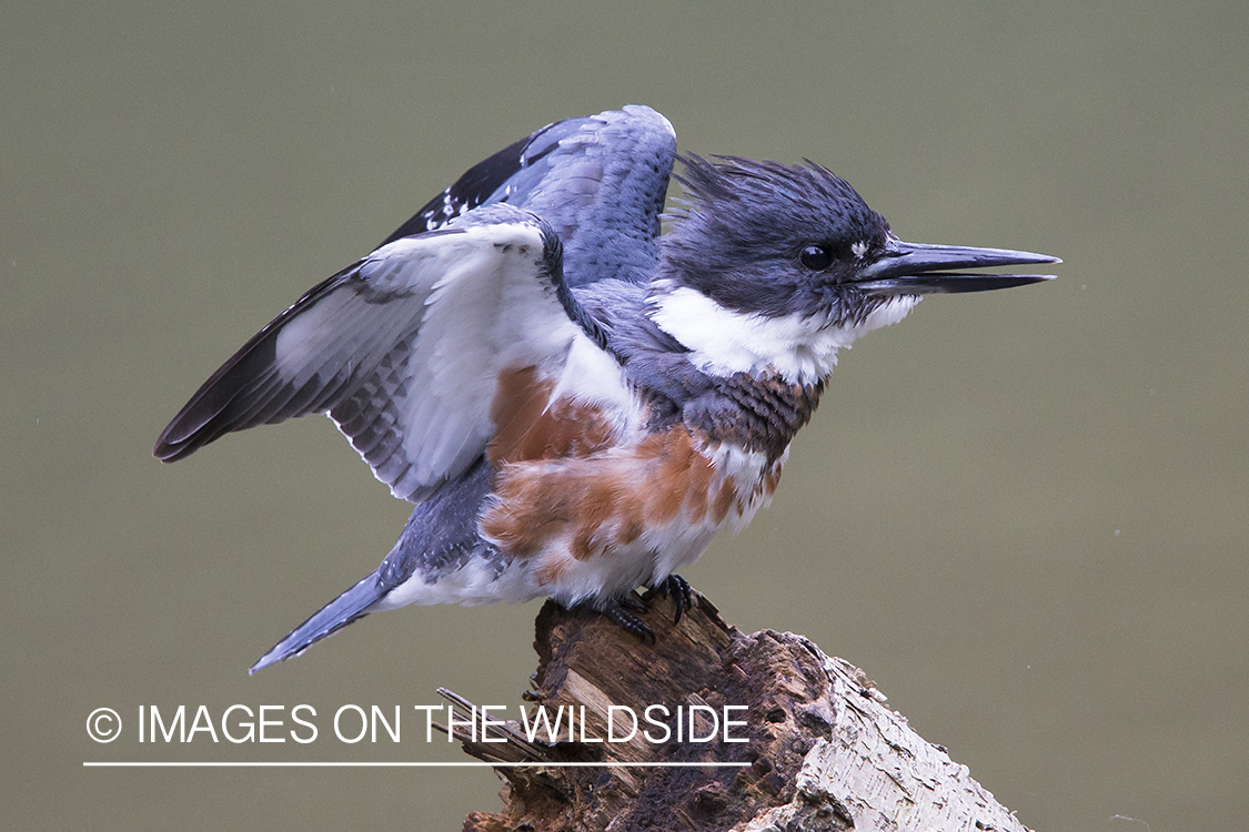 Kingfisher perched on log.