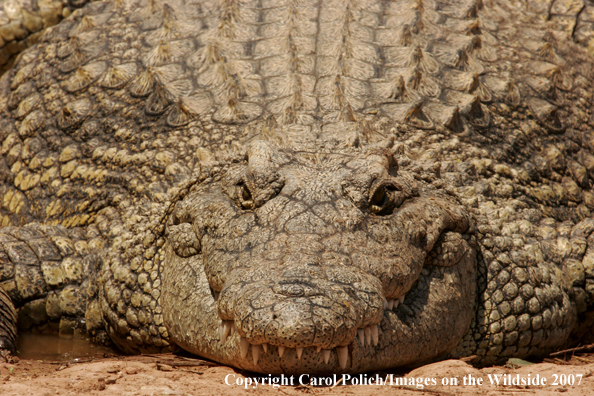 Crocodile in habitat