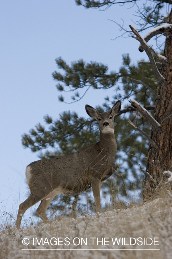 Mule deer doe in habitat.