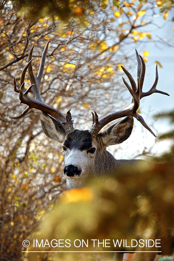 Mule deer 