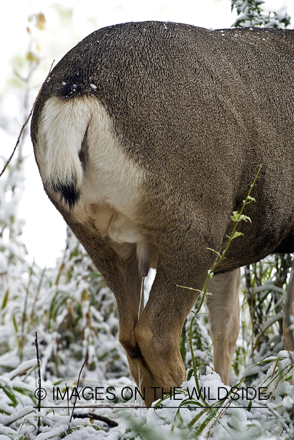 Mule deer 