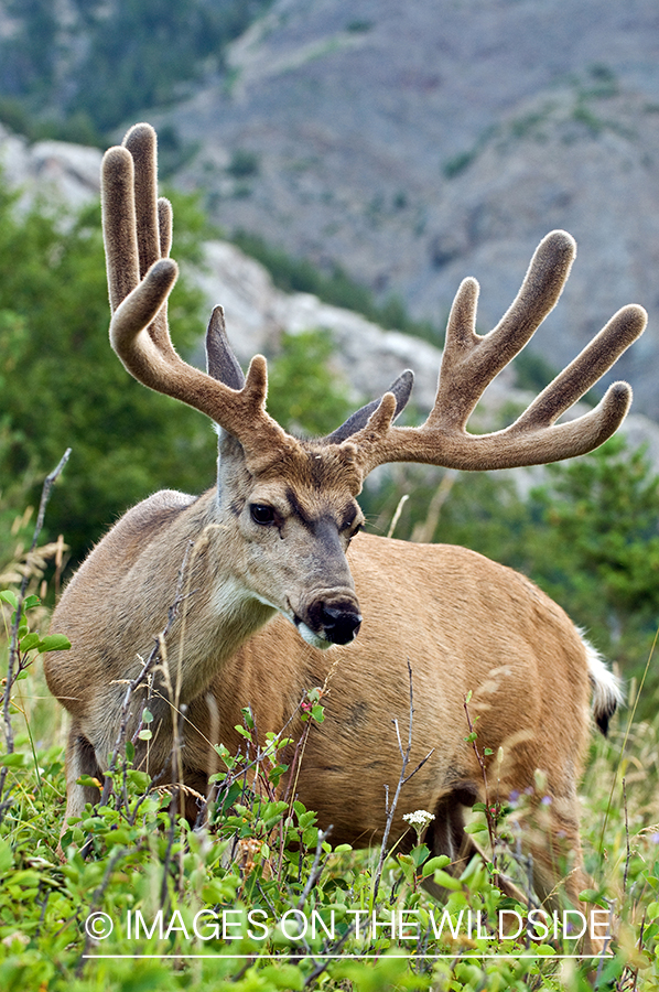 Mule Buck in Velvet 