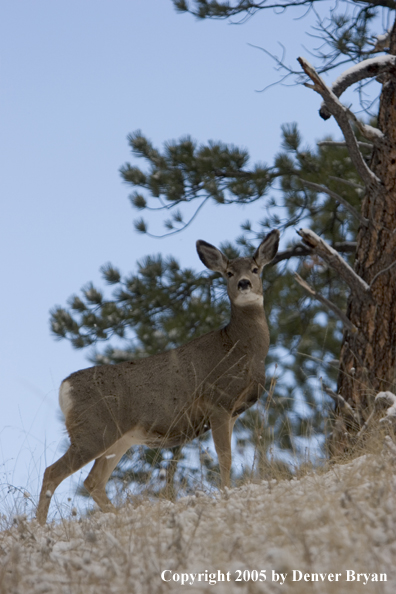 Mule deer doe in habitat.