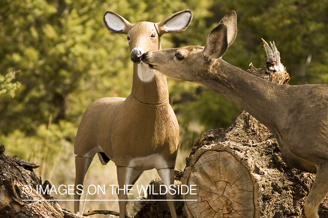 Mule deer sniffing dummy