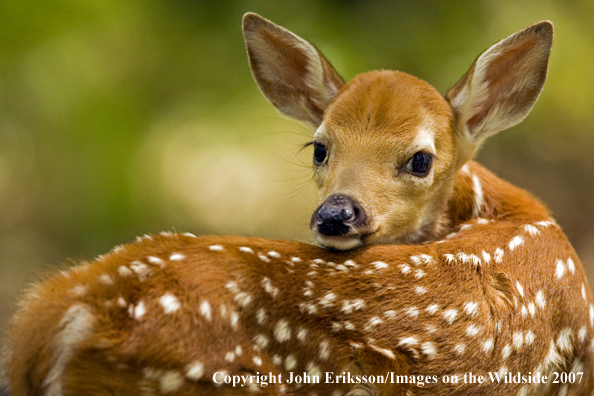 White-tailed fawn in habitat.