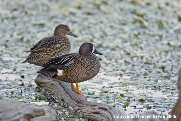 Blue-winged Teal ducks.