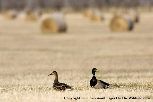 Mallard ducks in habitat.