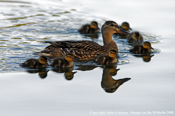 Mallard ducklings with mother