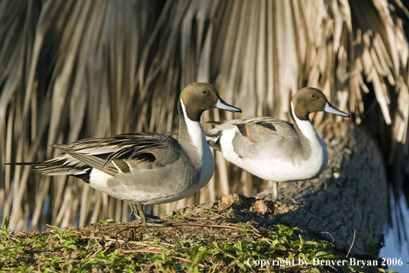 Pintail ducks.