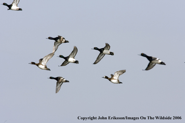 Greater scaup ducks in habitat.