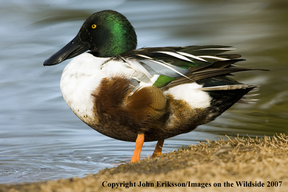 Shoveler duck
