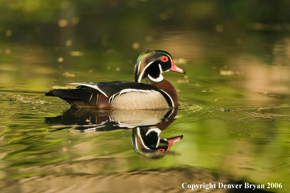Close-up of a Wood duck drake swimming.