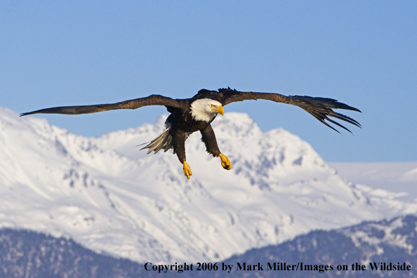 Bald Eagle in flight.