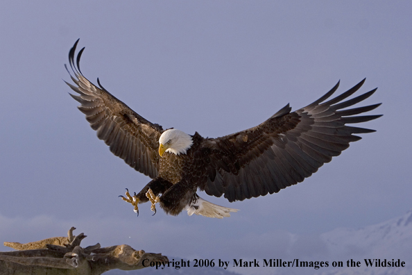 Bald Eagle in flight.