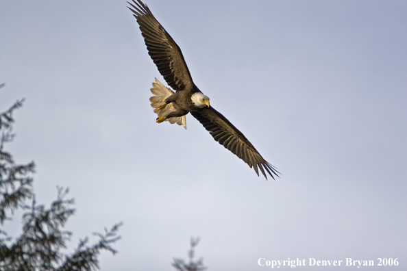 Bald Eagle in flight.