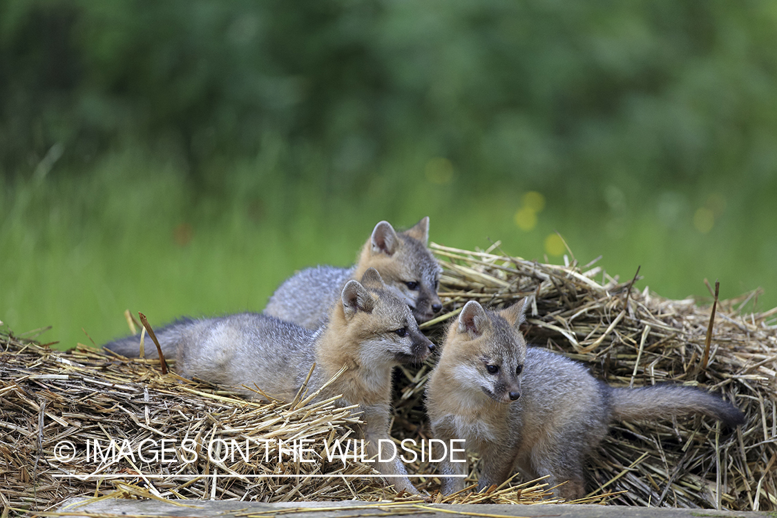 Gray fox kits in habitat.
