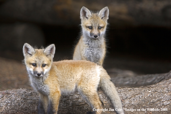 Red Fox kits in habitat