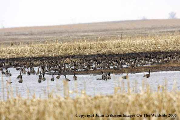Canada geese in habitat.